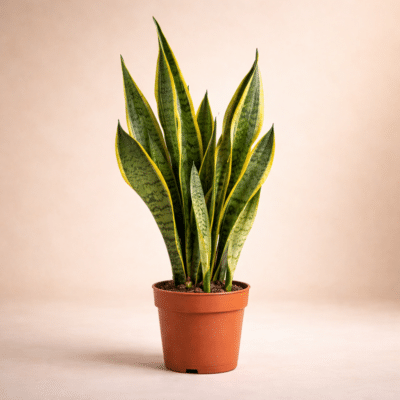 Lengua de Suegra - Sansevieria